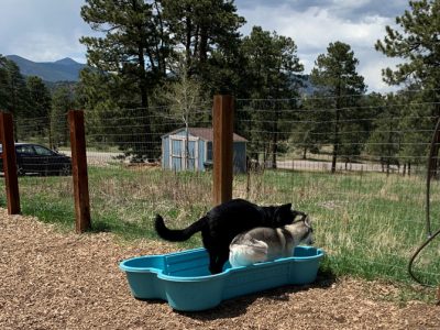 Two dogs in a bone shaped pool
