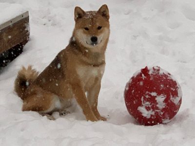 Shiba Inu in the snow with a red ball.