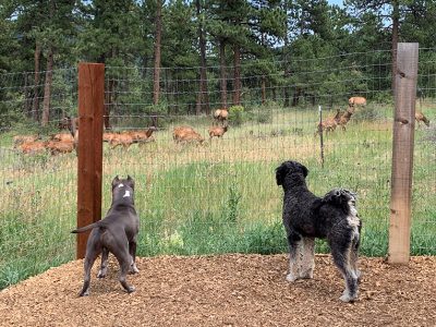 Back of two dogs looking at a herd of elk.